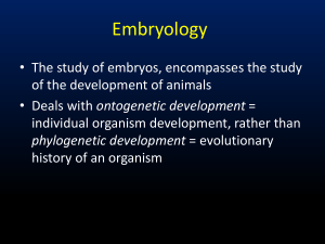 Embryology: Stages of Ontogenetic Development
