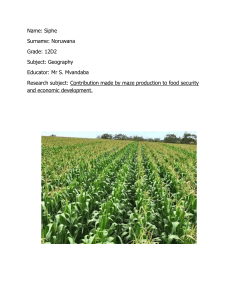 Maize Production's Role in Food Security & Economic Development