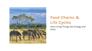 Food Chains & Life Cycles: How Living Things Get Energy