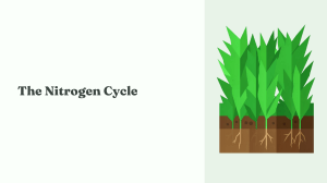 The Nitrogen Cycle