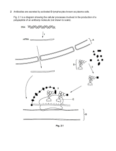 Antibody Production: Cellular Processes & Gene Expression