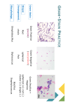 Gram Stain Practice Worksheet