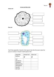 Animal and Plant Cells Worksheet