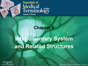 Chapter 6: Integumentary System and Related Structures