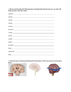 Anatomy Directional Terms Worksheet