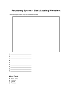 Respiratory System Labeling Worksheet