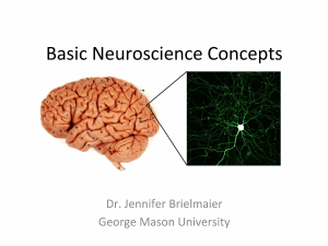 Basic Neuroscience Concepts: Nervous System & Neuron Fundamentals