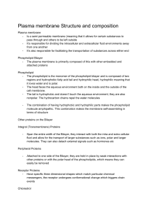Plasma Membrane Structure and Composition