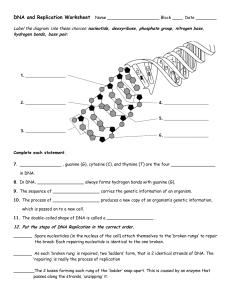 DNA Replication Worksheet: Label Diagram & Fill Blanks