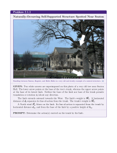 Physics Problem: Tree Statics