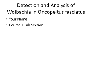 Detection and Analysis of Wolbachia in Oncopeltus fasciatus