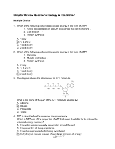 Chapter Review Questions: Energy & Respiration