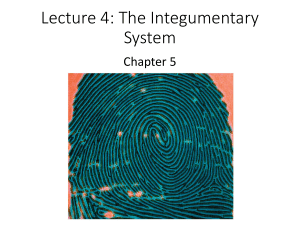 Lecture 4: The Integumentary System