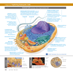 Eukaryotic Cells: Animal, Plant, and Fungal Cell Structures