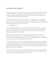 Rat Assignment: Brain Plasticity Study Summary