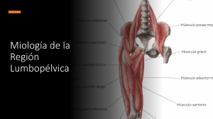 Miologia regionu lumbopelwicznego