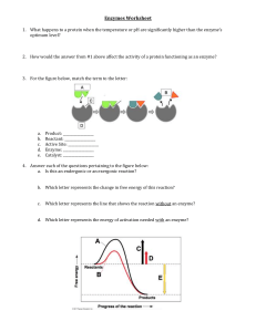 Enzymes Worksheet: Biology Questions & Diagrams