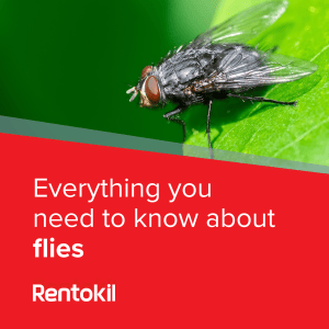 Everything You Need to Know About Flies: Breeding, Diseases, and Prevention