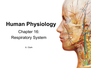 Human Physiology Chapter 16: Respiratory System