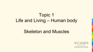 Human Skeleton and Muscles: Anatomy & Function