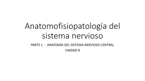 Anatom&iacute;a del Sistema Nervioso Central: Unidad 8