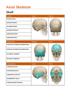 Axial Skeleton: Skull Anatomy