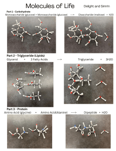 Molecules of Life