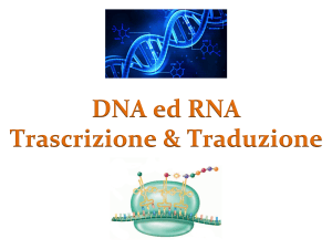 3-DNA trascrizione e traduzione G