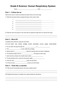 Grade 8 Science Worksheet: Human Respiratory System