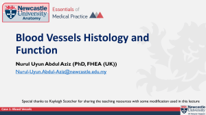 Blood Vessels Histology and Function Lecture