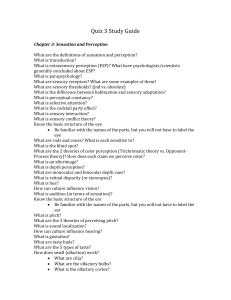 Quiz 3 Study Guide: Sensation and Perception