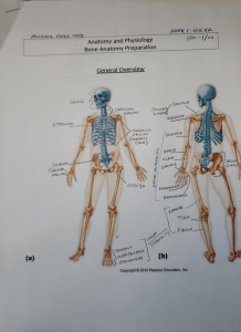 Anatomy and Physiology Bone Anatomy Preparation