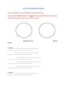 Nervous Tissues Activity Worksheet
