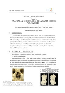 Anatom&iacute;a y Embriolog&iacute;a de la Nariz y Senos Paranasales | ORL