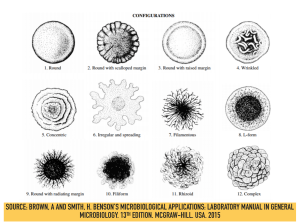 Bacterial Colony Configurations &ndash; Microbiology Laboratory Manual