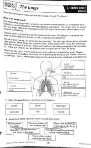 The Lungs: Respiratory System Literacy Worksheet &ndash; Spotlight Science 8