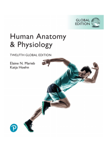 Human Anatomy & Physiology, 12th Global Edition &ndash; Marieb & Hoehn