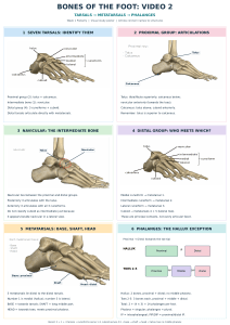 Bones of the Foot: Tarsals, Metatarsals and Phalanges Study Poster