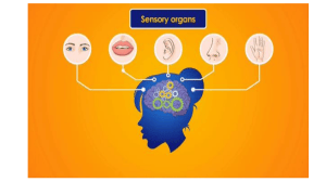 Special Senses: Eye Anatomy and Physiology Lecture Presentation