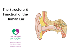 The Structure & Function of the Human Ear &ndash; Educational Presentation