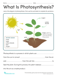 What Is Photosynthesis? Printable Elementary Science Worksheet