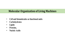 Molecular Organization of Living Machines: Biomacromolecules & DNA